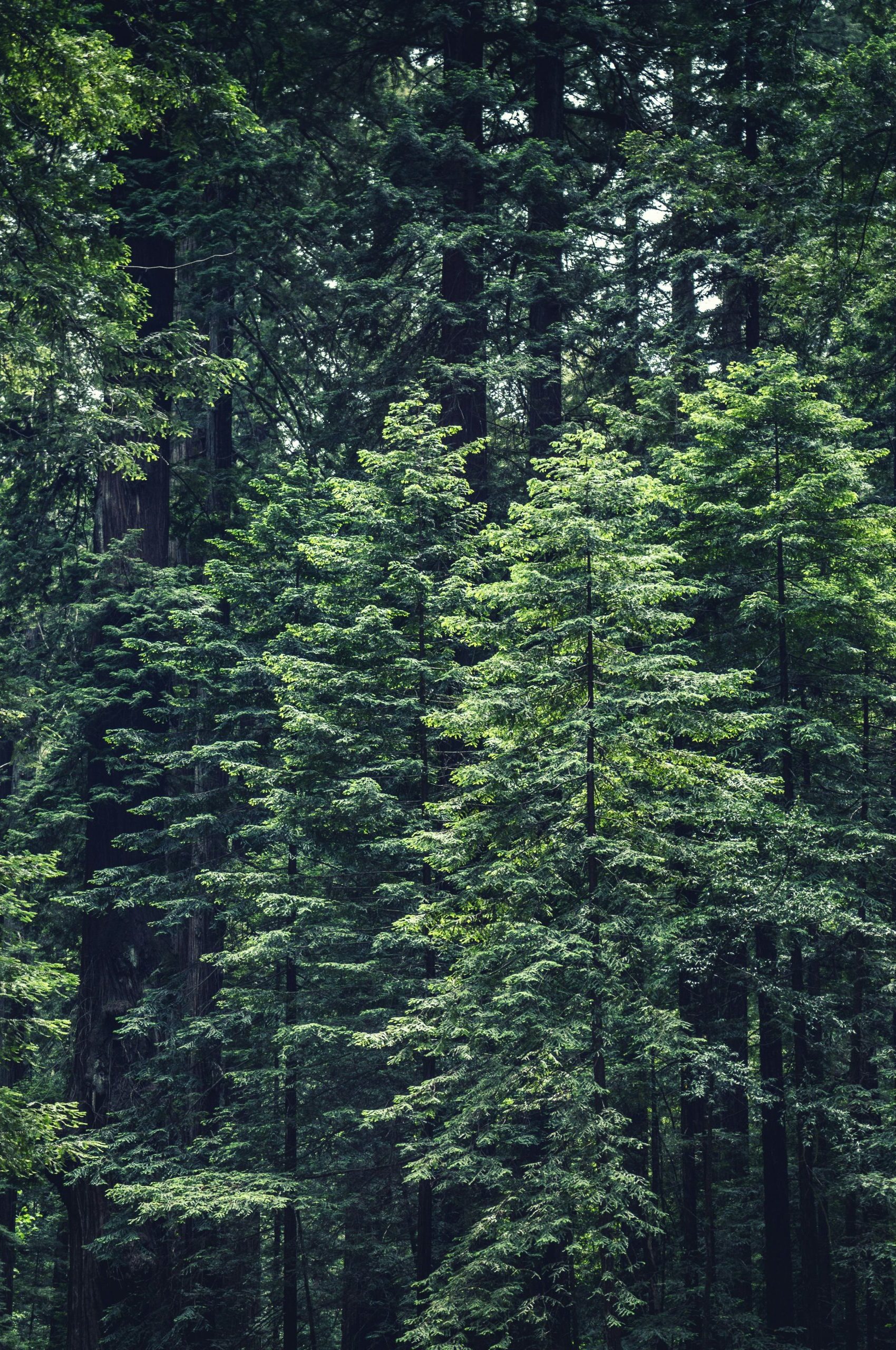 rene-bieder-yTP1jCwocYs-unsplash Social Responsibility 